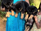 Rottweiler Puppies