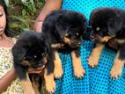 Rottweiler Puppies