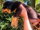 Rottweiler Puppies