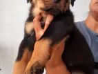Rottweiler Puppies
