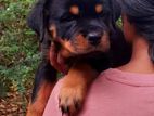 Rottweiler Puppies