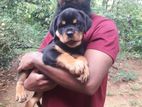 Rottweiler Puppies