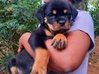 Rottweiler Puppies