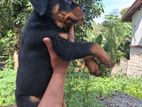 Rottweiler Puppies