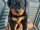 Rottweiler Puppies