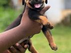 Rottweiler Puppies