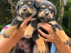 Rottweiler Puppies
