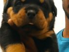 Rottweiler Puppies
