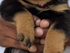 Rottweiler Puppies