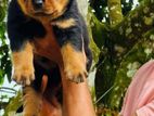 Rottweiler Puppies