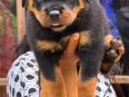 Rottweiler Puppies