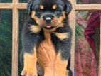 Rottweiler Puppies