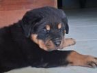 Rottweiler Puppies