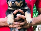 Rottweiler puppies