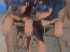 Rottweiler Puppies