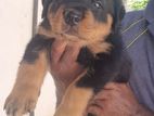 Rottweiler Puppies