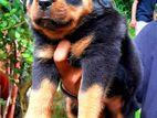 Rottweiler Puppies