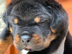 Rottweiler Puppies