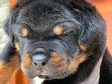 Rottweiler Puppies