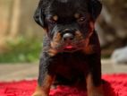 Rottweiler Puppies