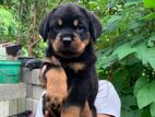 Rottweiler Puppies