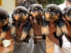 Rottweiler Puppies