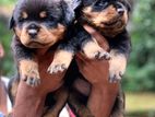 Rottweiler Puppies