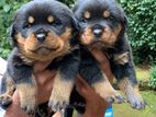 Rottweiler Puppies