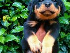 Rottweiler Puppies