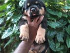 Rottweiler Puppies