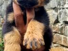 Rottweiler Puppies