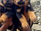 Rottweiler Puppies