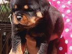 Rottweiler Puppies