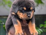 Rottweiler Puppies