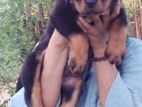 Rottweiler Puppy