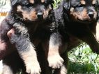 Rottweiler Puppies