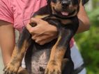 Rottweiler Puppies