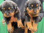 Rottweiler Puppies