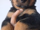 Rottweiler Puppies