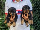 Rottweiler Puppies