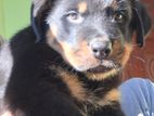 Rottweiler Puppies