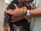 Rottweiler Puppy