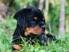 Rottweiler Puppies