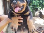 Rottweiler Puppies