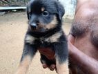Rottweiler Puppies
