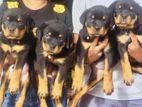Rottweiler Puppies