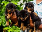 Rottweiler Puppies