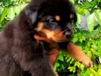Rottweiler Puppies