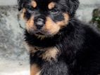 Rottweiler puppies