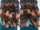 Rottweiler Puppies